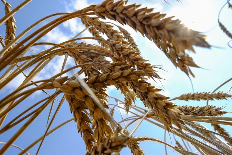 期货 - 供应前景支持，美国小麦期货升至1周高点