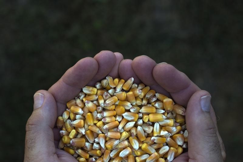 美国种植快速进展，玉米期货跌至1周低点