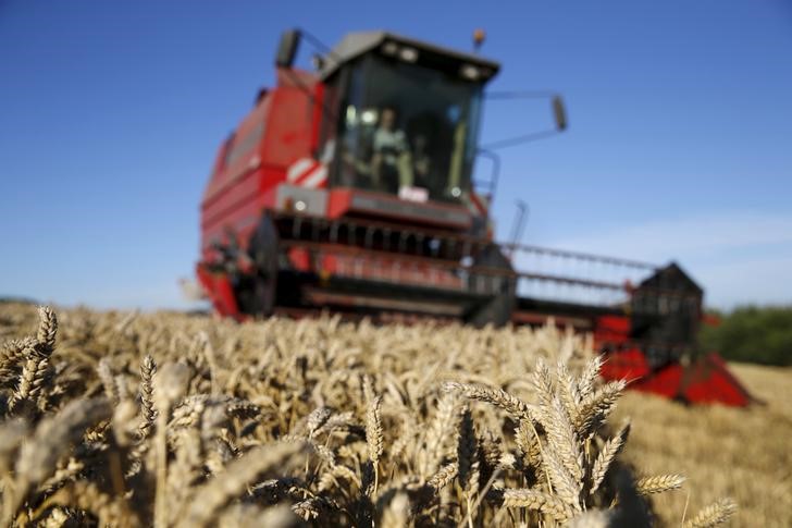 干旱持续冲击北美大平原 美国冬小麦种植面临困境