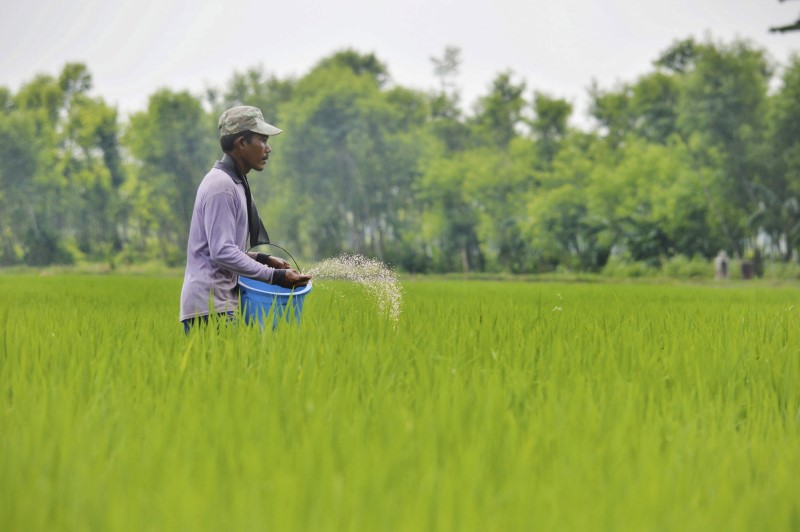© Reuters.疫情影响物流与种植收割 泰国大米价格飙升至7年高位