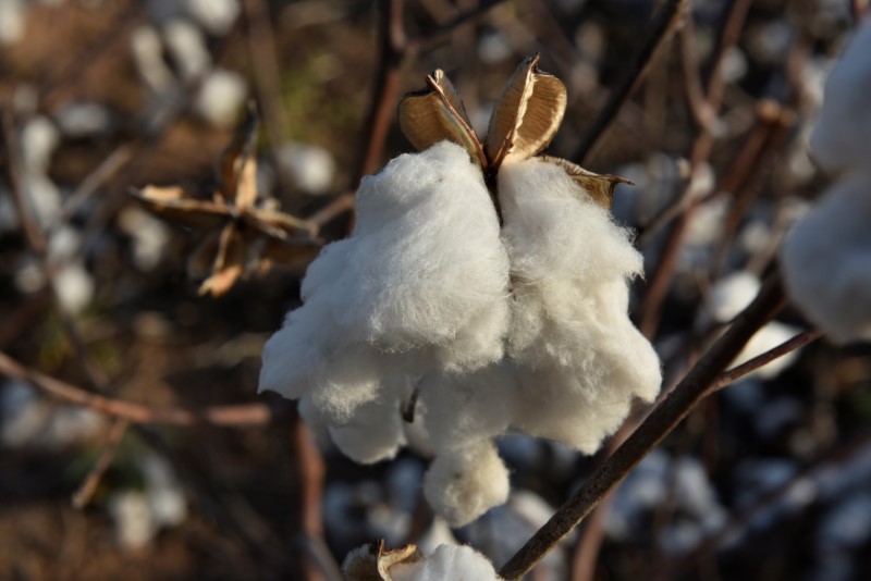 全球棉花价格因高温大涨三成 下半年或持续飙升