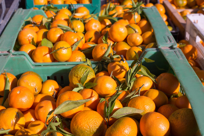 橙汁期货月涨20% 成今年迄今表现最好资产