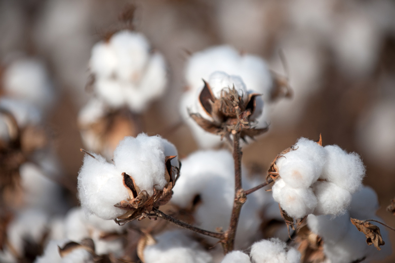 澳洲棉花种植面积锐减83% 降至40年来最低