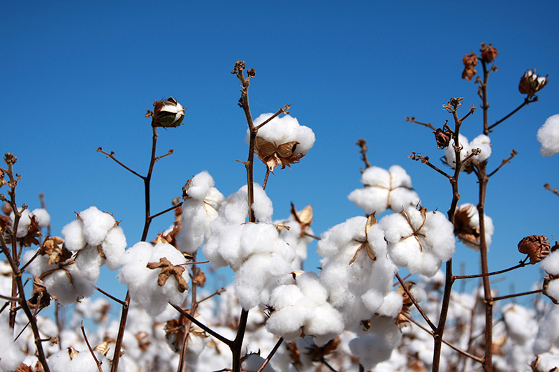 美国棉花供应紧张 ICE棉花期货连涨四天突破关键技术位